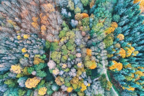 Prises de vues par drone d'une Fôret d'automne, palette de couleurs.