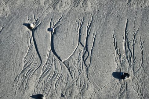 Des formes animales se déposent sur le sable. A chacun d'y voir ce qu'il veut.