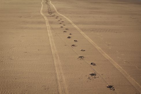 Un cheval ou un âne a laissé dans le sable ses empreintes ainsi que celle de la charrette qu'il tirait. Un chargement de bois flotté devait trouvé un destinataire.
