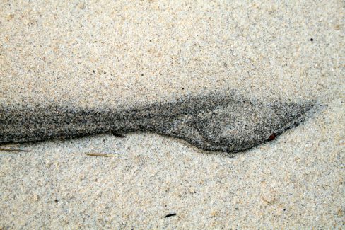 Un arénaglyphe en forme de canard se dessine sur le sable