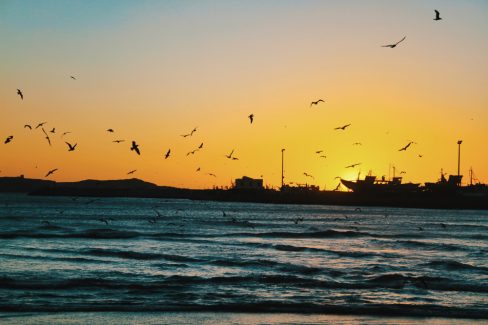 Le soleil se couche et teinte d'or le ciel du port de pêche d'Essaouira au Maroc. Les silhouettes des chalutiers et autres bateaux de pêche en haute mer dépassent la digue et la jetée. L'ombre des mouettes et autres goélands planent sur le port donnant un aspect féérique mais également inquiétant à ce port célèbre de l'atlantique