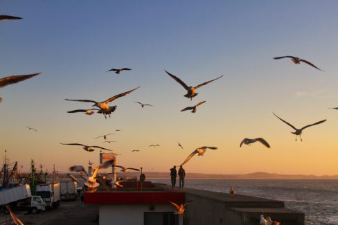 Par dizaines des mouettes virevoltent dans le port e pêche d'Essaouira. Il faut dire que les bateaux de pêche rentre les uns après les autres. Elles demandent leur pitance
