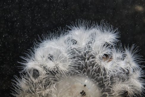 Des algues d'eau froide, des corps vivants, tels des coraux se laissent porter par les courants