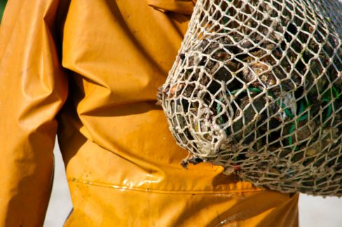 Un homme portant un ciré jaune rentre de la pêche aux huîtres avec dans son filet bien garni d'huîtres creuses. La photo a été prise lors des grandes marées.