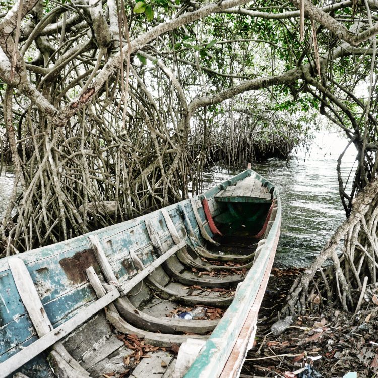 Une barque est dissimulée dans la mangrove colombienne de l'^le de San Andrès. Elle trouve l'abri parfait dans cette jungle marine