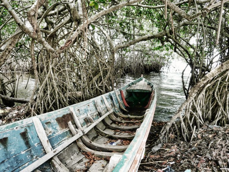 Une barque est dissimulée dans la mangrove colombienne de l'^le de San Andrès. Elle trouve l'abri parfait dans cette jungle marine