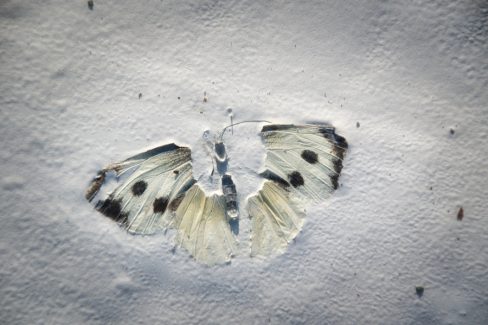 Un papillon est resté collé dans la peinture fraîche. Des prédateurs se sont chargés de dévorer son corps. Il reste ses ailes quasi intactes, une antenne et l'empreinte du corps.