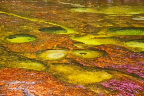 Les algues qui peuplent cette rivière en Colombie sont absolument uniques. Uniques car endémiques à cette région de la Colombie. Elles donnent des teintes bleues, jaunes, roses, et vertes à cette rivière considérée comme étant la plus belle au monde. Je confirme.