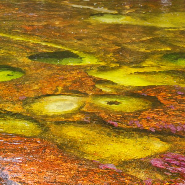 Les algues qui peuplent cette rivière en Colombie sont absolument uniques. Uniques car endémiques à cette région de la Colombie. Elles donnent des teintes bleues, jaunes, roses, et vertes à cette rivière considérée comme étant la plus belle au monde. Je confirme.