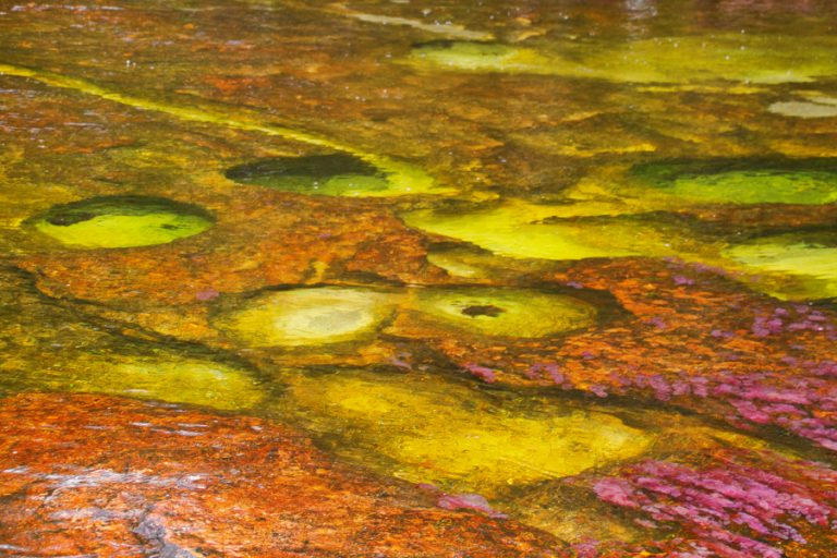 Les algues qui peuplent cette rivière en Colombie sont absolument uniques. Uniques car endémiques à cette région de la Colombie. Elles donnent des teintes bleues, jaunes, roses, et vertes à cette rivière considérée comme étant la plus belle au monde. Je confirme.