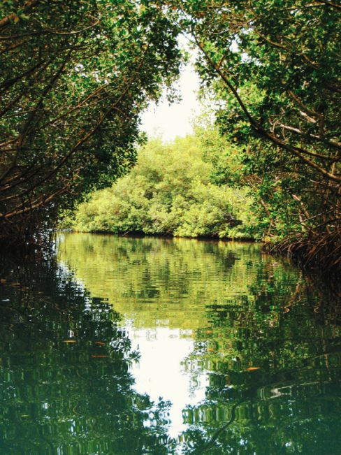 DestiNations la mangrove en pirogue à la recherche de nouveaux sujets.