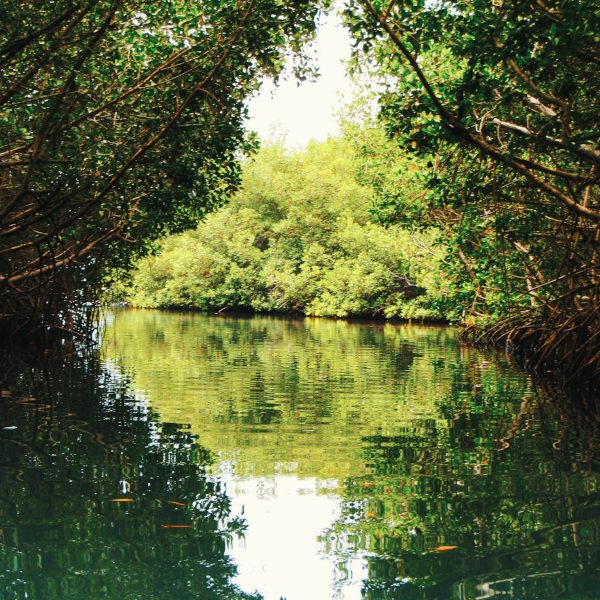 DestiNations la mangrove en pirogue à la recherche de nouveaux sujets.