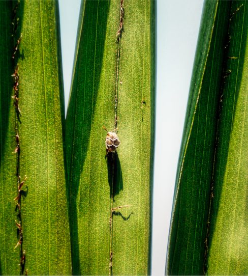 Une abeille entame la construction d'un futur nid sur une feuille. seules quatre alvéoles ont été alors construites