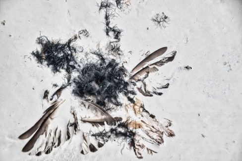 cette photographie, montre les reste d'un oiseau englué dans la peinture. Les plumes sont imprégnées dans l'acrylique, les ailes déployées sont ainsi scotchées. Par contre, l'ensemble du squelette a totalement disparu.