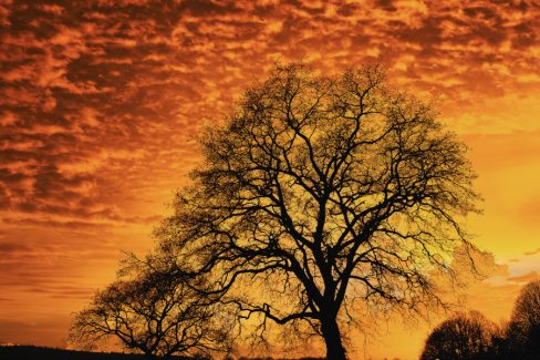 Un ciel de feu pour ce magnifique coucher de soleil sur la commune de Plouay dans le Morbihan. Devant ce spectacle un arbre encore dépourvu de feuilles tranche dans ce ciel orange et jaune.