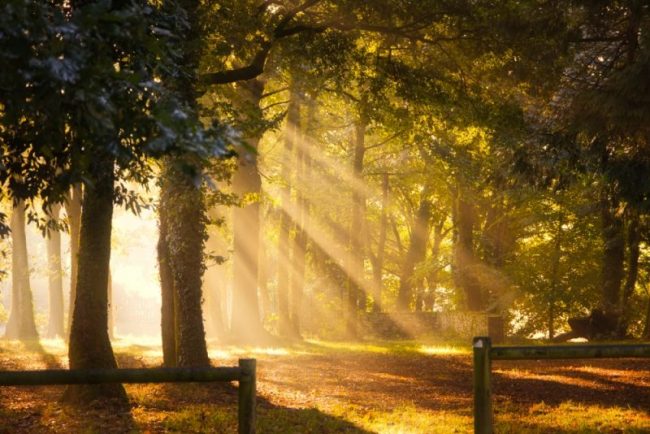 Lumière matinale Les rayons jaunes orangés du soleil traversent la cime des arbres dans la forêt de Manéhouarn dans le Morbihan. Une image féérique.