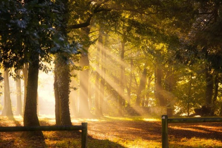 Les rayons jaunes orangés du soleil traversent la cime des arbres dans la forêt de Manéhouarn dans le Morbihan. Une image féérique.