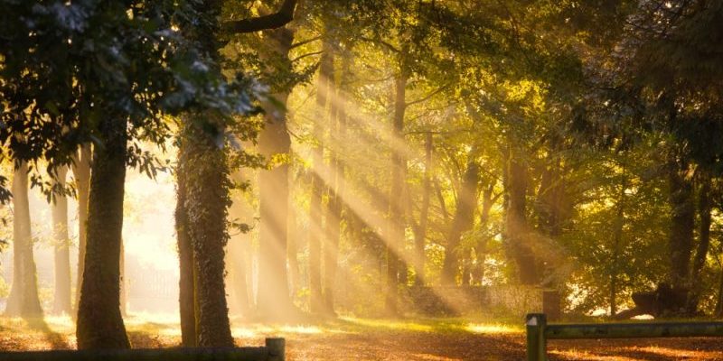 Lumière matinale Les rayons jaunes orangés du soleil traversent la cime des arbres dans la forêt de Manéhouarn dans le Morbihan. Une image féérique.