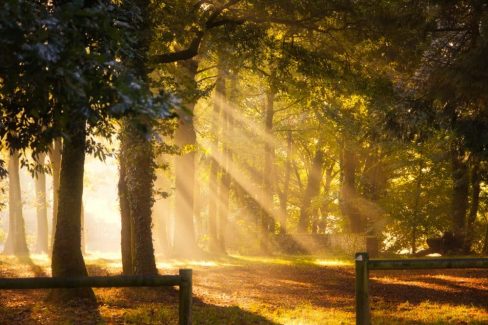 Les rayons percent la cime des arbres et se propagent sur un sol jonché de feuilles dorées annonciatrices d'un automne précoce.