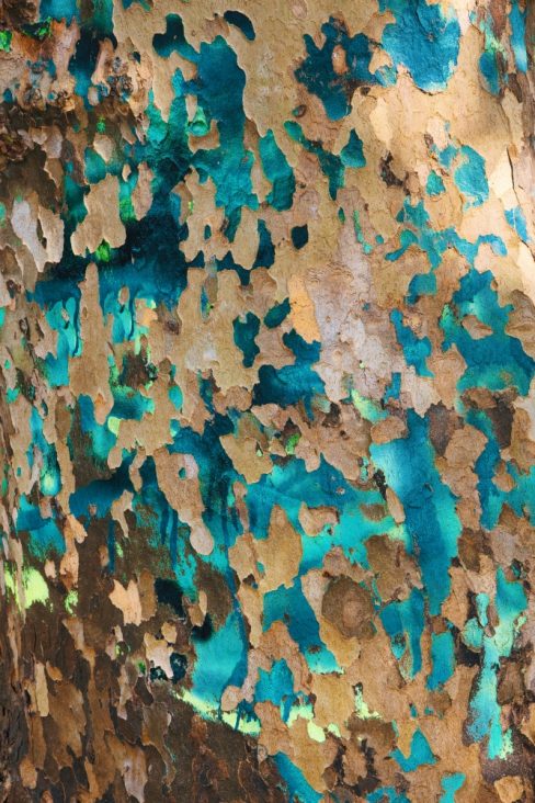 l'écorce d'un orme a été peinte de bleus, il y a quelques temps